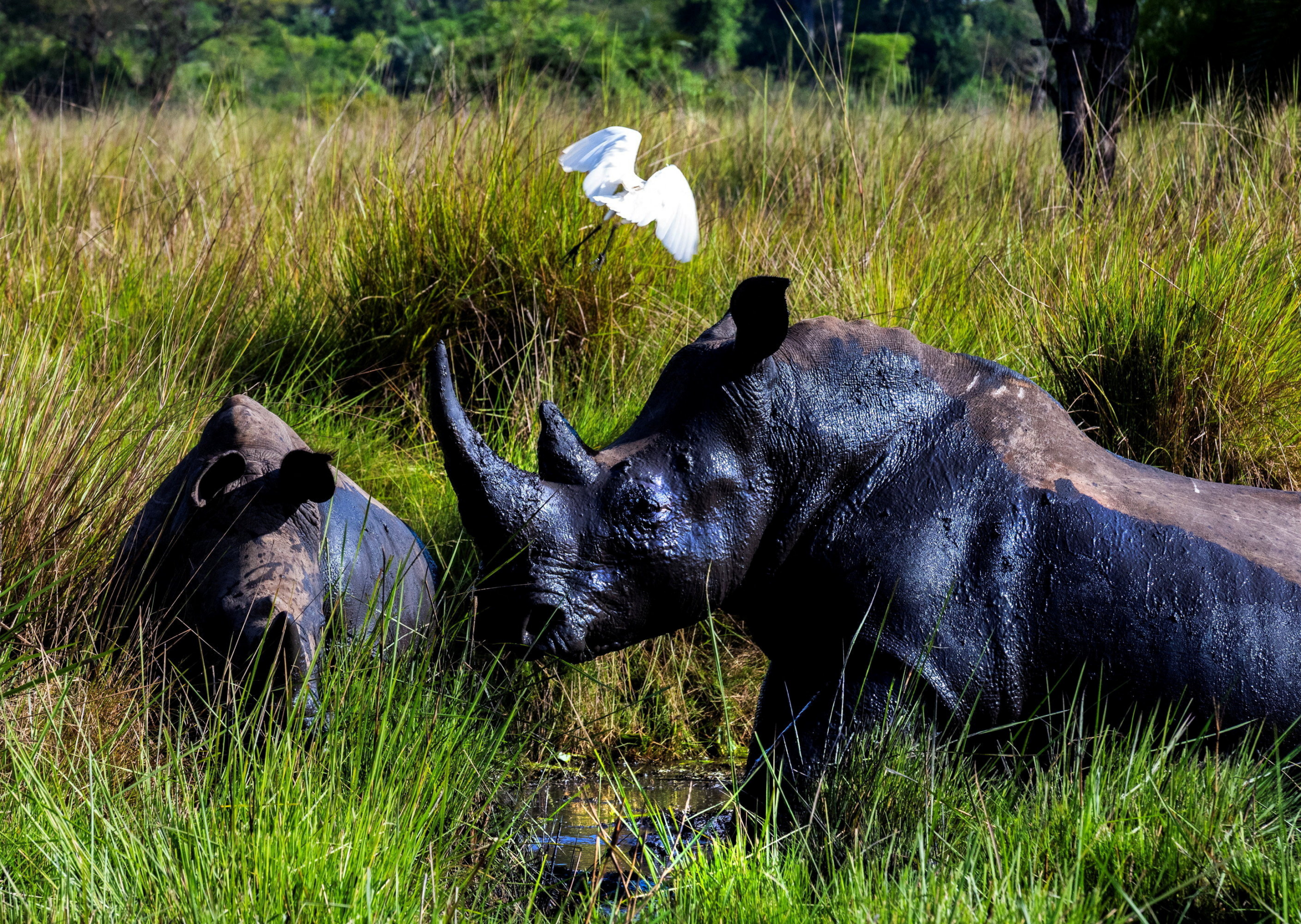  Rhinos Return To Uganda  Park After Many Decades
