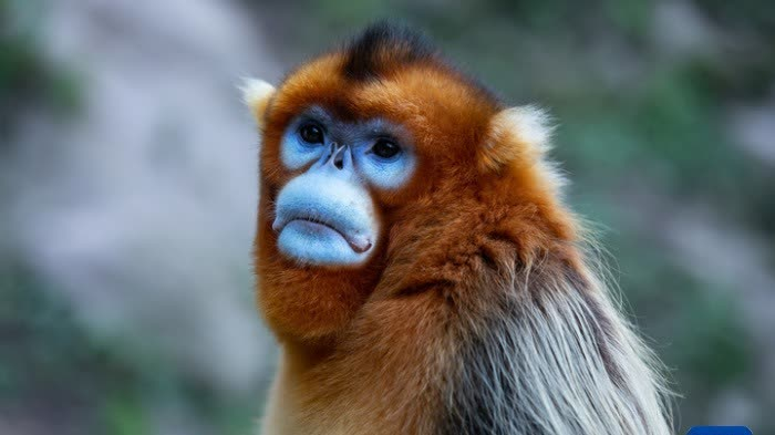 First Golden Snub‑Nosed Monkey Born Outside Asia Makes Debut At French Zoo